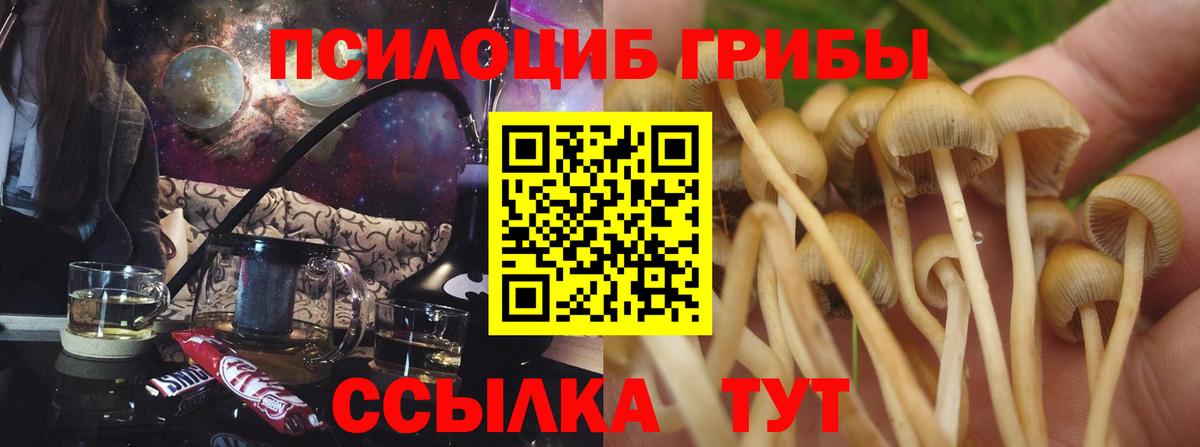 Псилоцибиновые грибы Cubensis  Вход с VPN  Волжск 